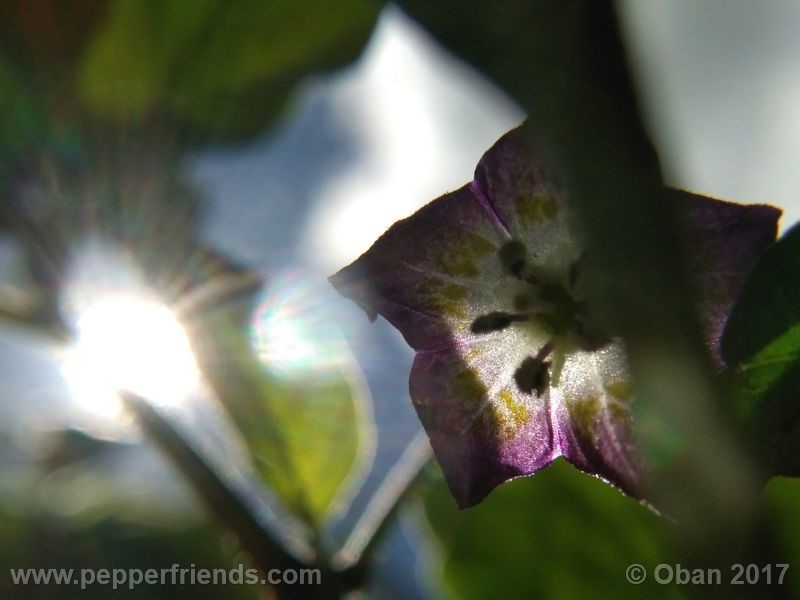pepperlover_003_fiore_06.jpg