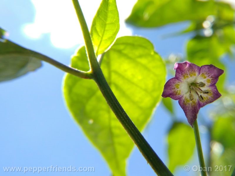 pepperlover_003_fiore_07.jpg