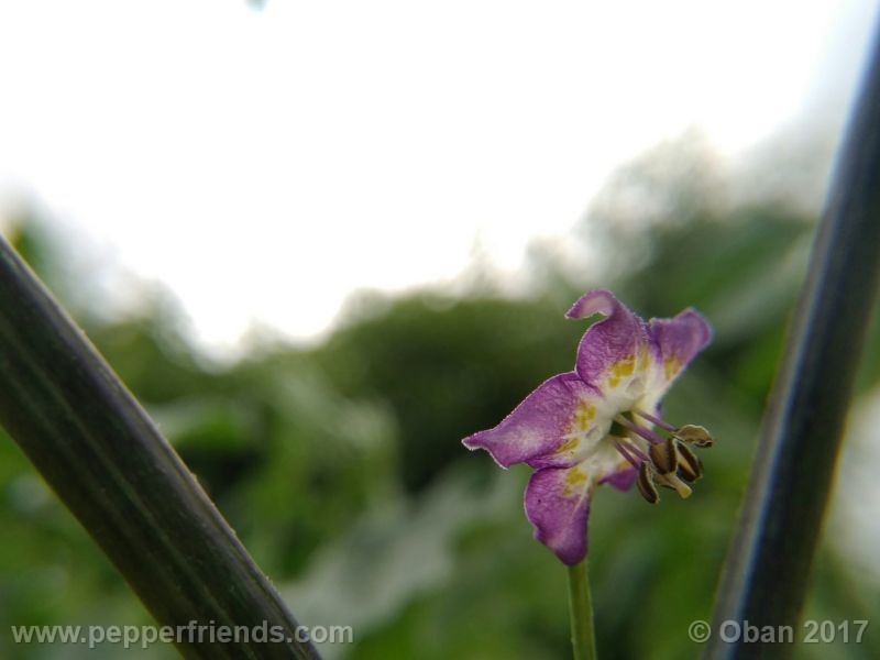 pepperlover_003_fiore_10.jpg