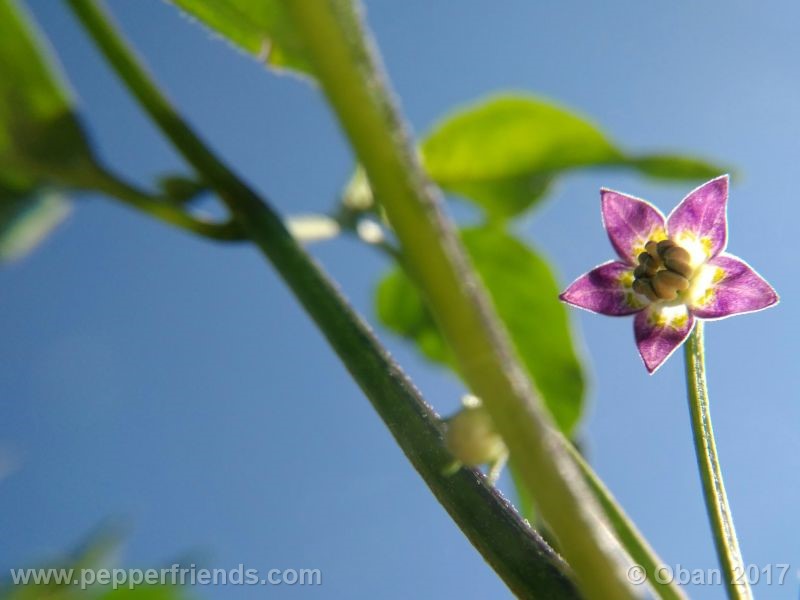 pepperlover_003_fiore_15.jpg