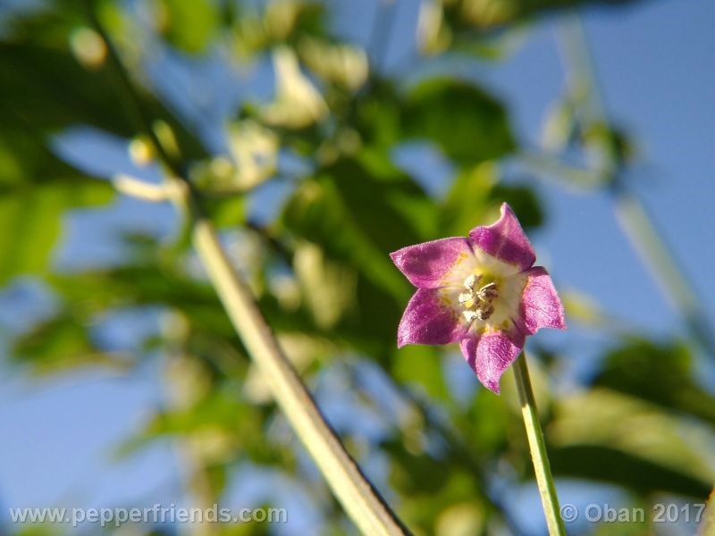 pepperlover_003_fiore_18.jpg