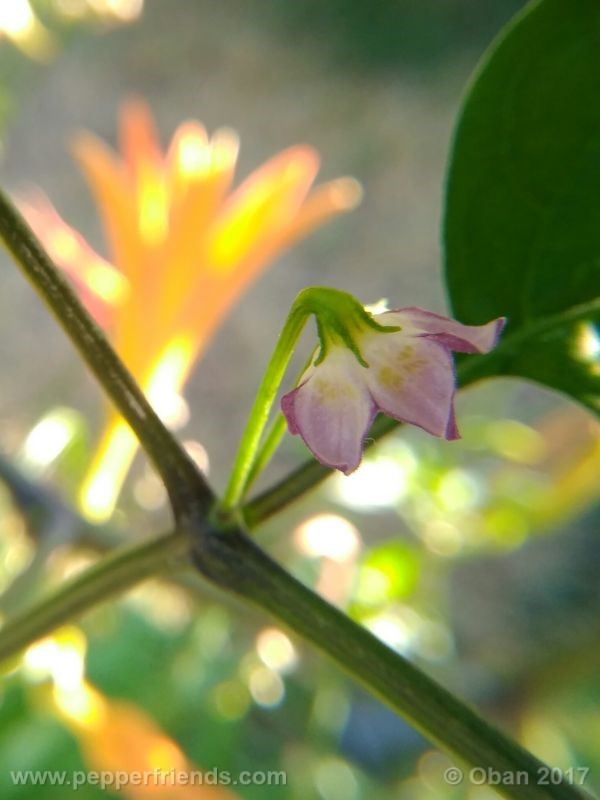 pepperlover_003_fiore_20.jpg