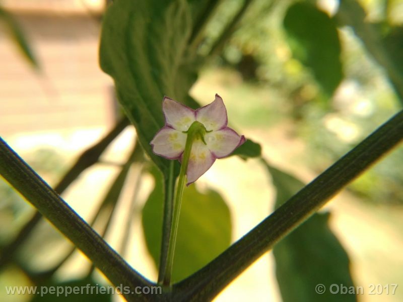 pepperlover_003_fiore_21.jpg