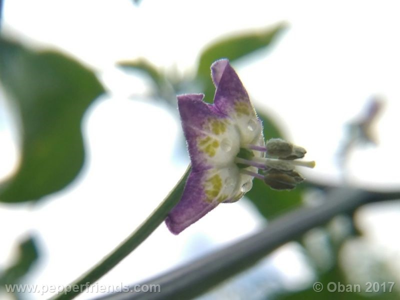 pepperlover_003_fiore_22.jpg