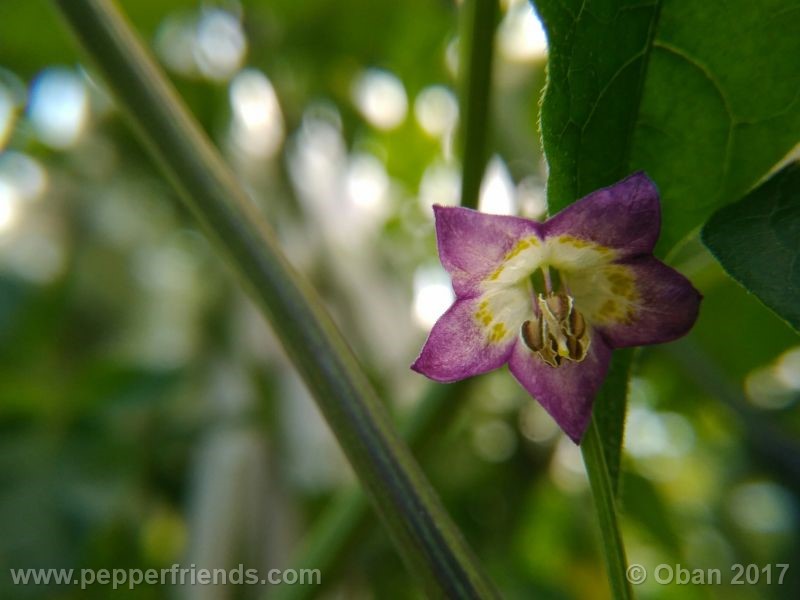 pepperlover_003_fiore_23.jpg