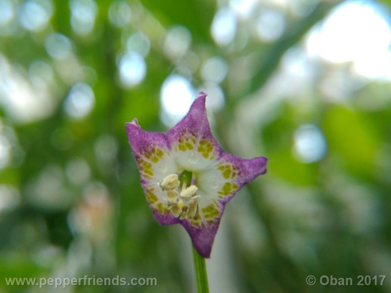 pepperlover_003_fiore_24.jpg