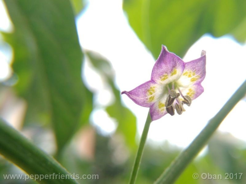 pepperlover_003_fiore_25.jpg