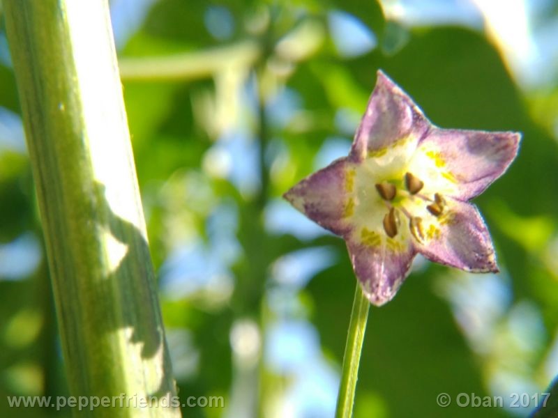 pepperlover_003_fiore_26.jpg