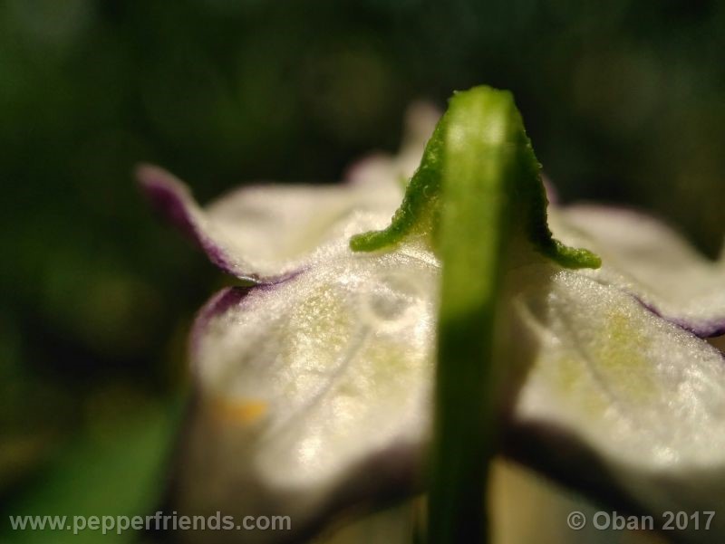 pepperlover_003_fiore_27.jpg