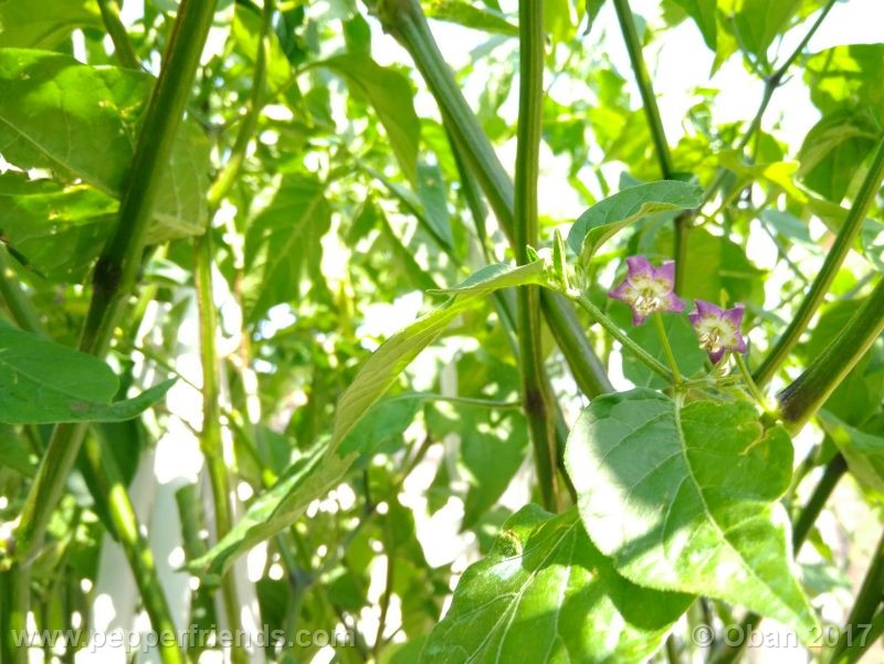 pepperlover_003_fiore_28.jpg