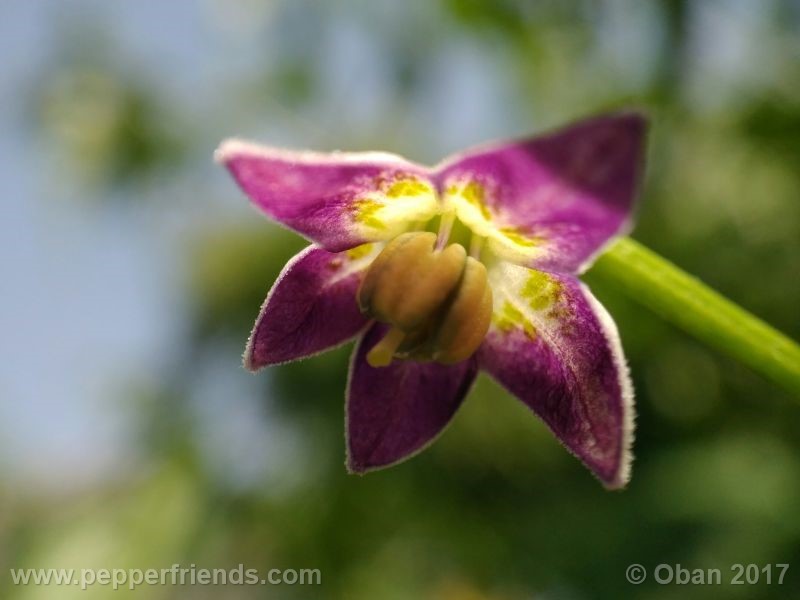pepperlover_003_fiore_31.jpg