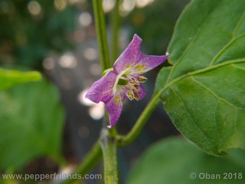 judy-s-blue-mystery_001_fiore_01.jpg