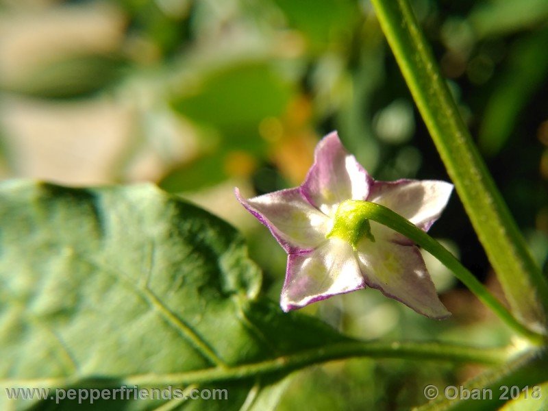 judy-s-blue-mystery_001_fiore_02.jpg