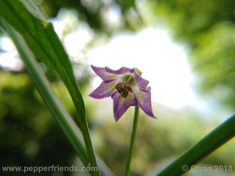 judy-s-blue-mystery_001_fiore_04.jpg