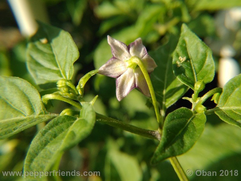 judy-s-blue-mystery_001_fiore_07.jpg