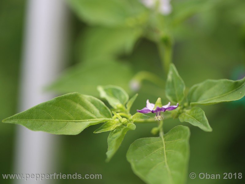 judy-s-blue-mystery_001_fiore_16.jpg