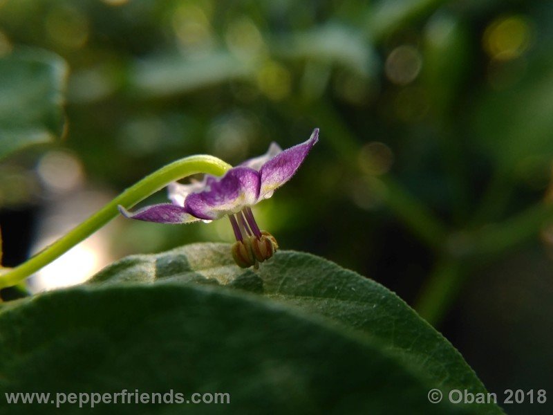 judy-s-blue-mystery_001_fiore_20.jpg