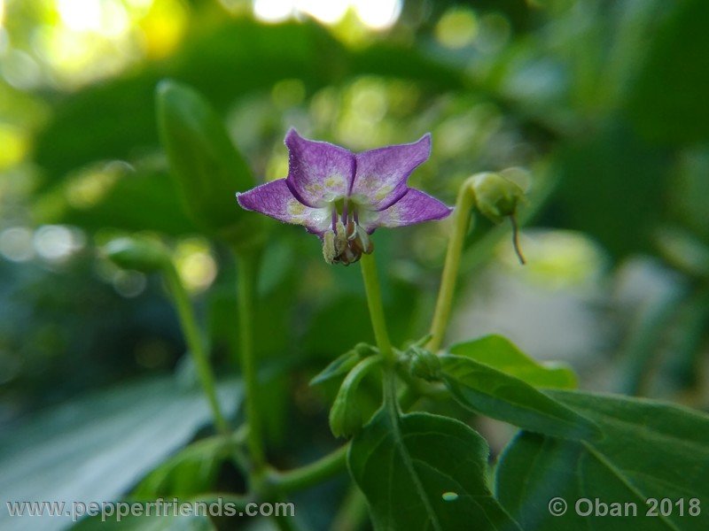 judy-s-blue-mystery_001_fiore_21.jpg