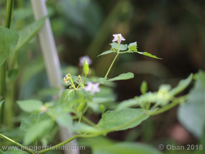judy-s-blue-mystery_001_pianta_09.jpg