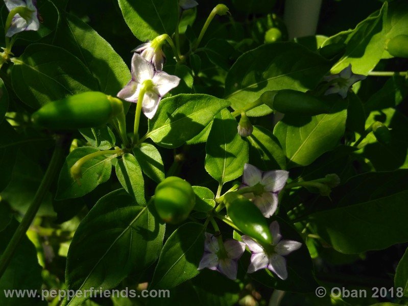 judy-s-blue-mystery_001_pianta_10.jpg