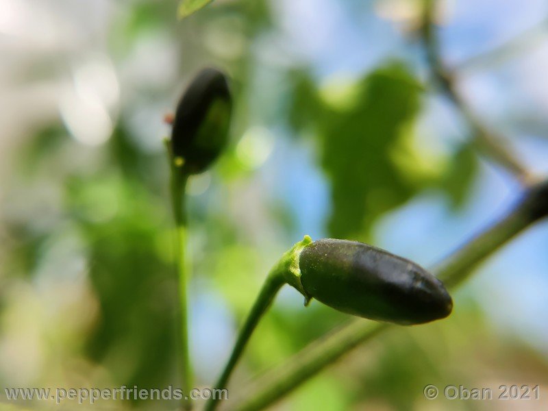 wild-pepperlover_005_frutto_03.jpg