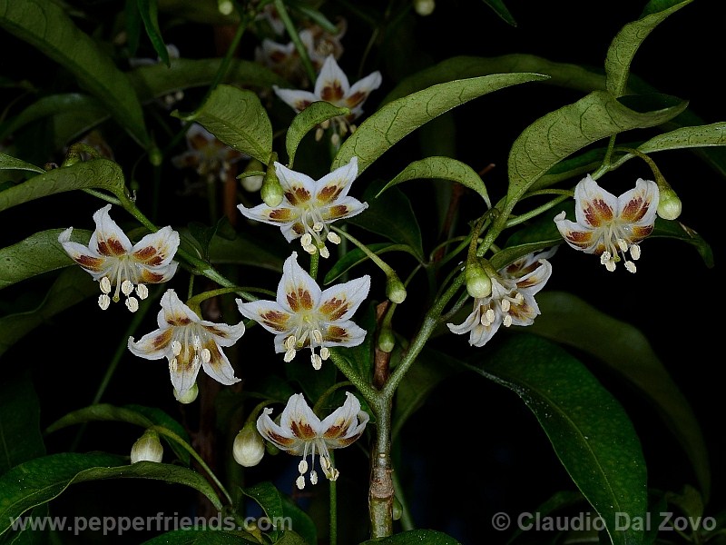 pereirae_001_fiore_03.jpg
