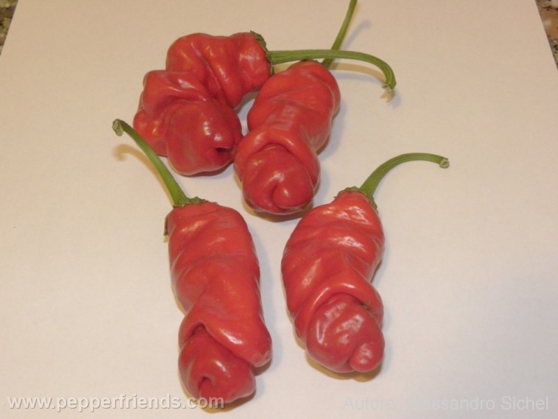 https://www.pepperfriends.org/uploads/peter-pepper/001/peter-pepper_001_frutto_02.jpg