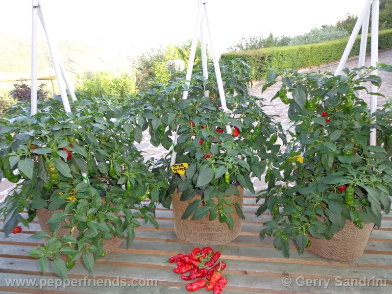 peter-pepper_002_frutto_05.jpg