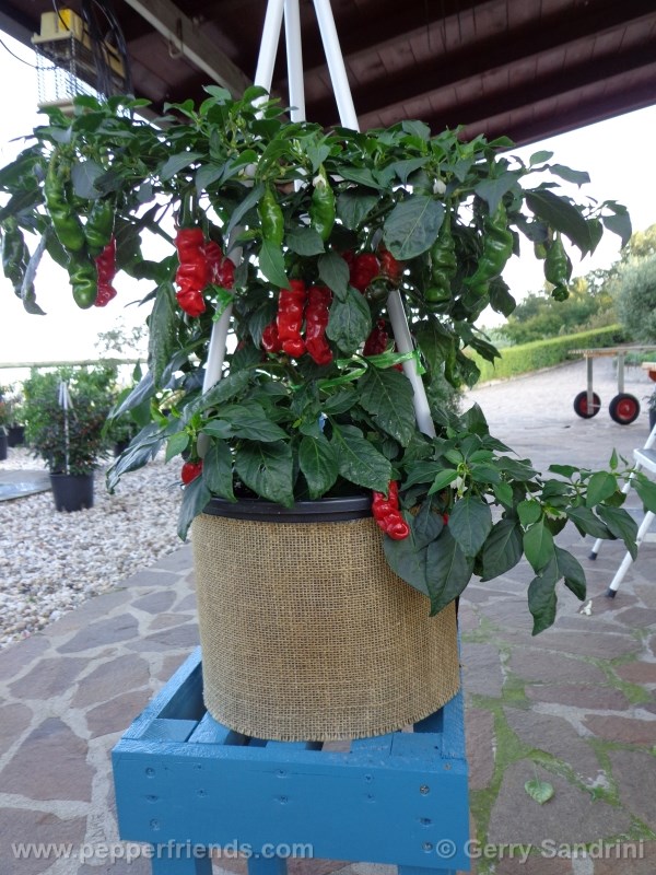 peter-pepper_002_pianta_01.jpg