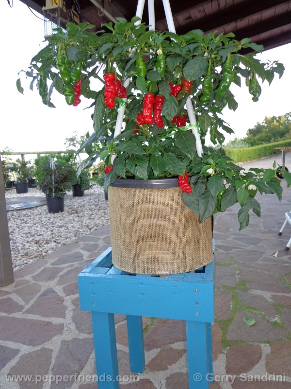 peter-pepper_002_pianta_02.jpg