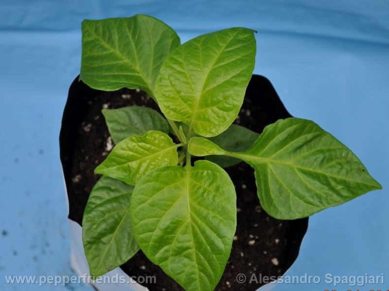pickersgills-organge_001_pianta_04.jpg
