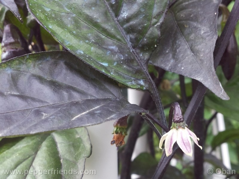 pimenta-da-neyde_005_fiore_05.jpg