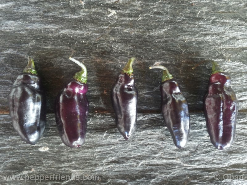 pimenta-da-neyde_005_frutto_02.jpg