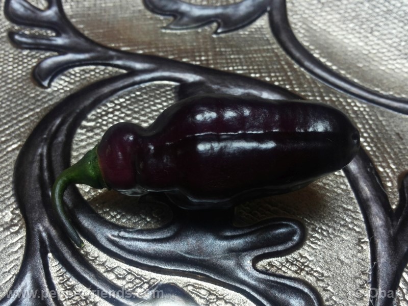 pimenta-da-neyde_005_frutto_03.jpg