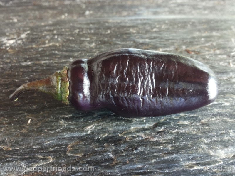 pimenta-da-neyde_005_frutto_05.jpg