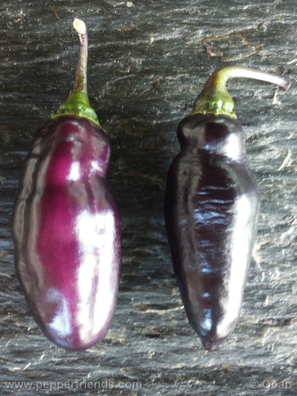 pimenta-da-neyde_005_frutto_06.jpg