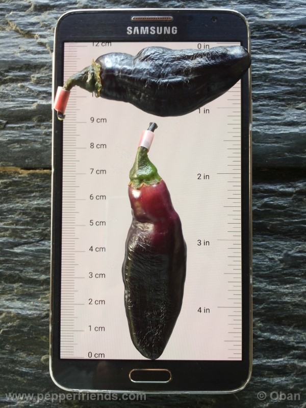 pimenta-da-neyde_005_frutto_07.jpg