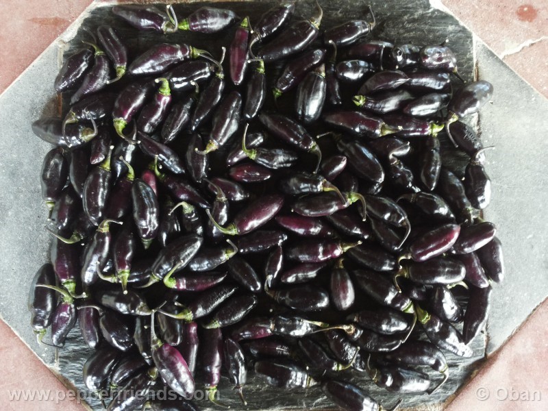pimenta-da-neyde_005_frutto_11.jpg