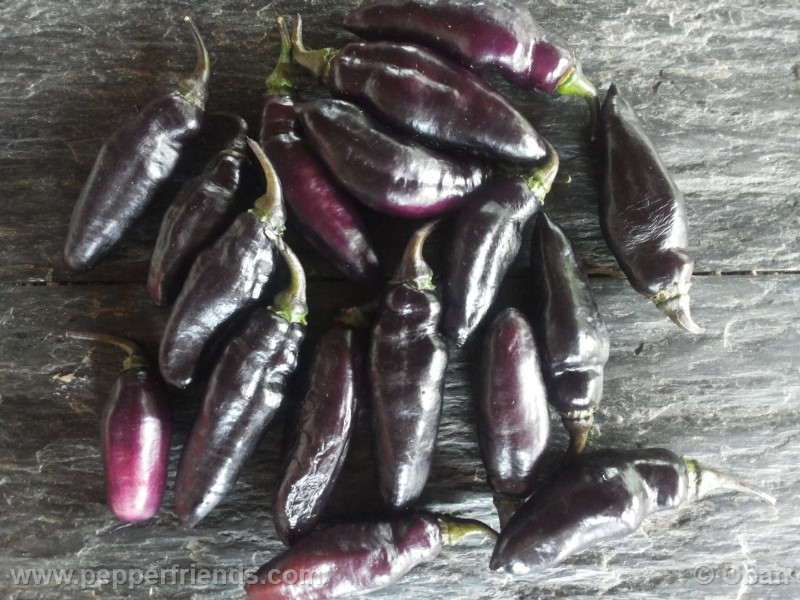 pimenta-da-neyde_005_frutto_12.jpg