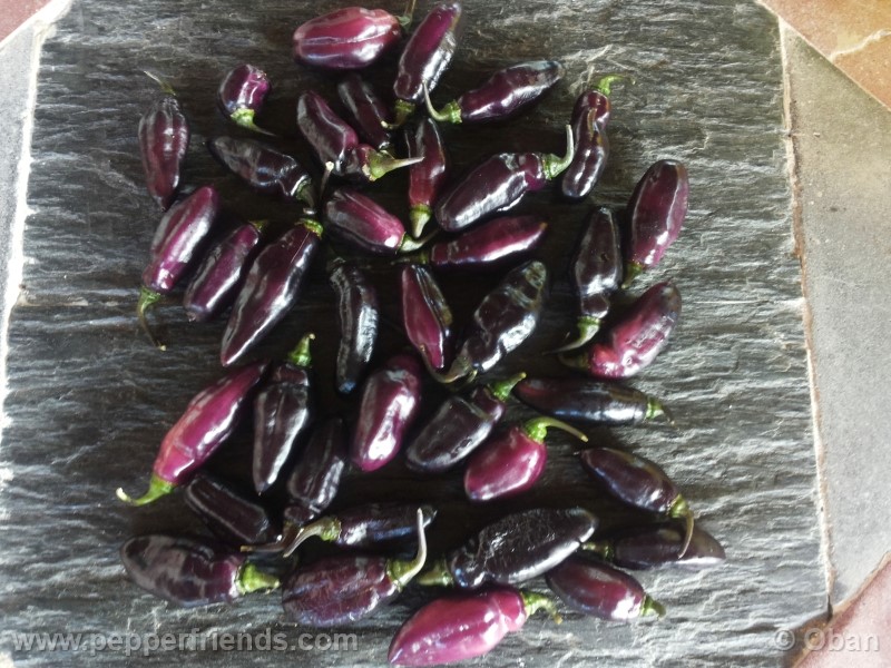 pimenta-da-neyde_005_frutto_14.jpg