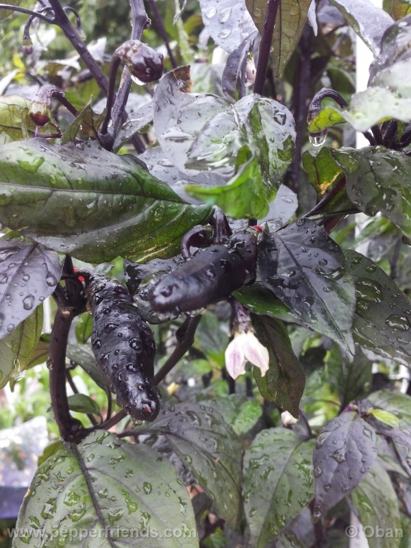 pimenta-da-neyde_005_frutto_23.jpg