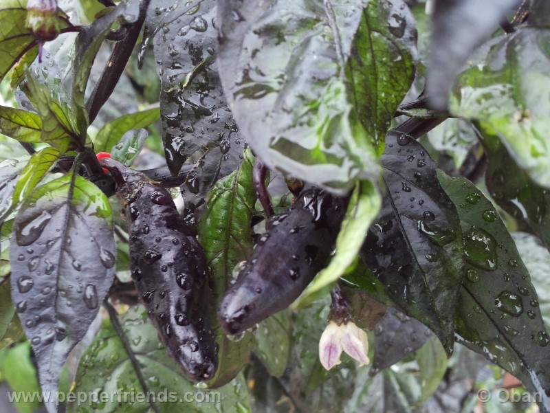 pimenta-da-neyde_005_frutto_24.jpg