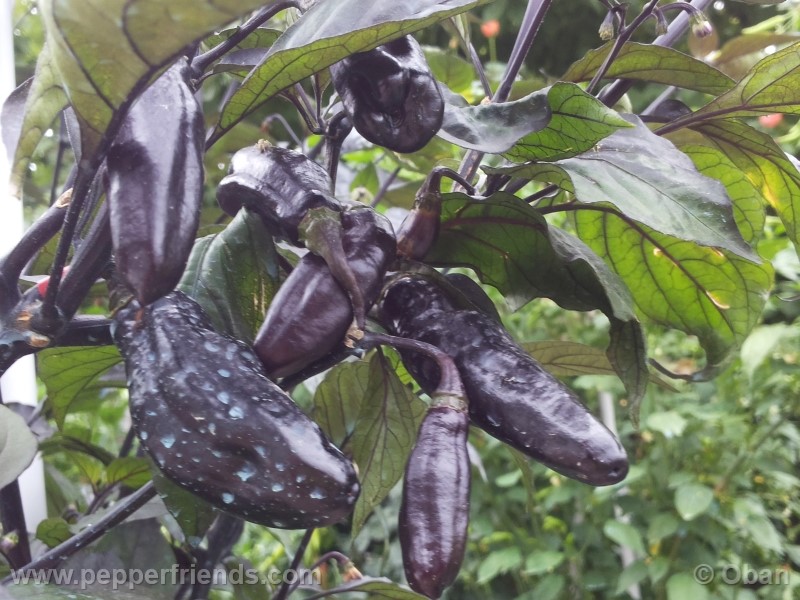 pimenta-da-neyde_005_frutto_25.jpg