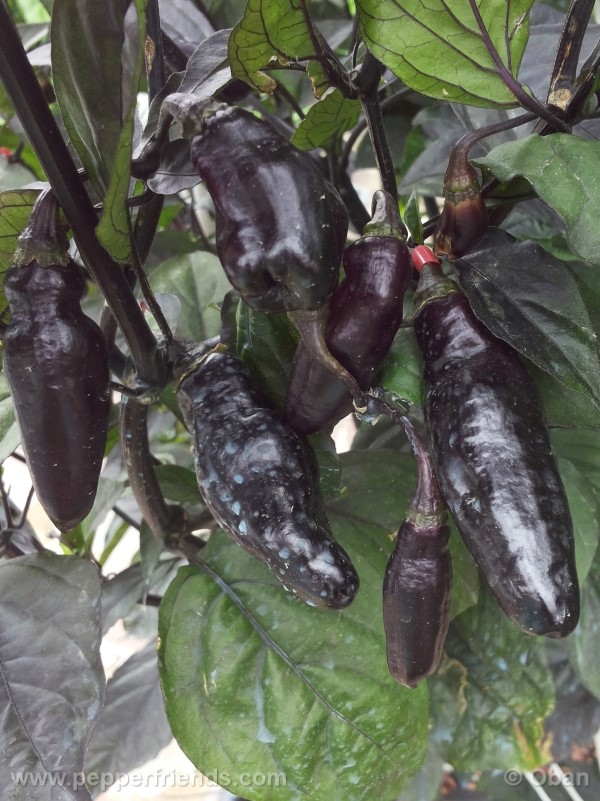 pimenta-da-neyde_005_frutto_26.jpg