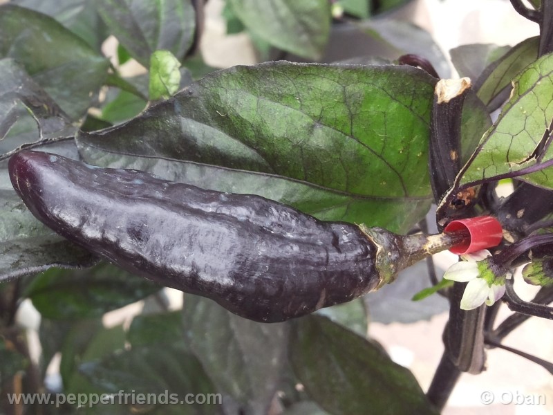 pimenta-da-neyde_005_frutto_27.jpg