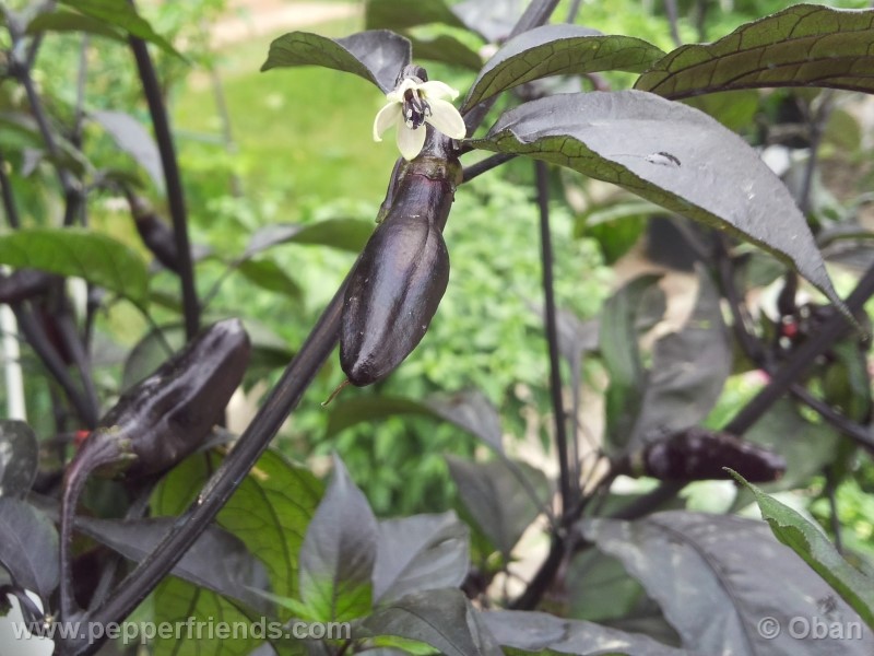 pimenta-da-neyde_005_frutto_28.jpg