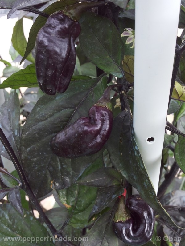 pimenta-da-neyde_005_frutto_29.jpg