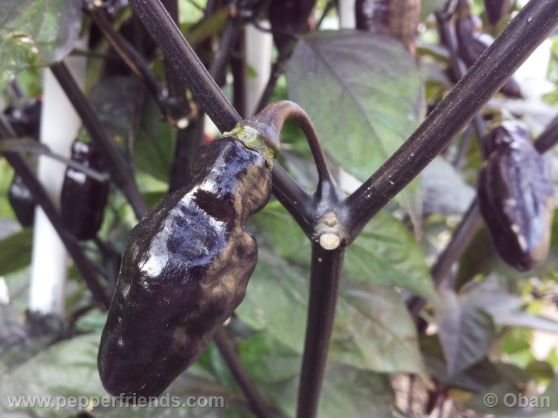 pimenta-da-neyde_005_frutto_32.jpg
