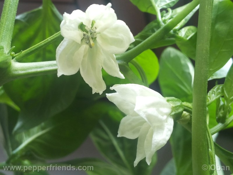pimenta-de-padron_001_fiore_01.jpg