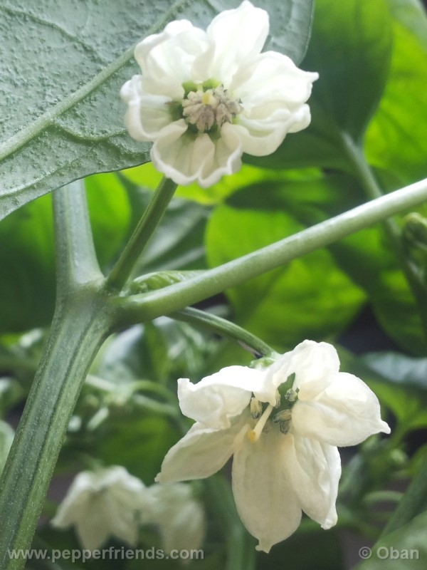 pimenta-de-padron_001_fiore_02.jpg
